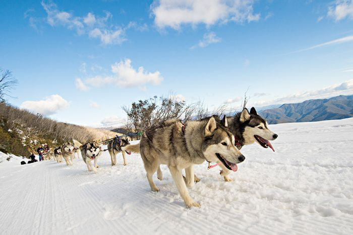 du khách có thể tham gia vào các tour cùng với cho Huskies. Úc