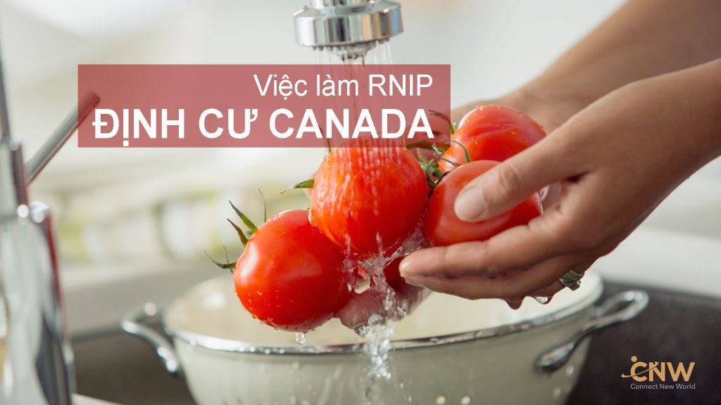 Việc làm định cư Canada RNIP